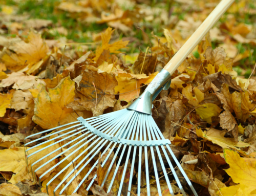 Fall Into Lawn Care: Essential Tips for Maintaining Your Yard this October with Guardian Lawn Care