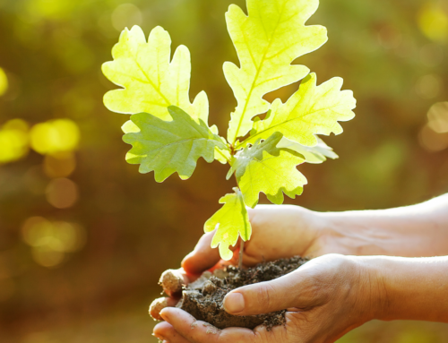 Nourishing Nature: The Importance of Tree Fertilization