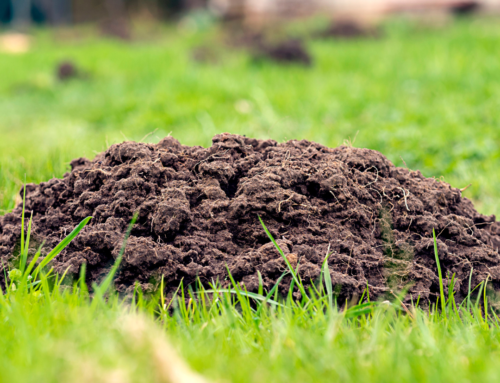 Understanding Grubs: A Key to Preventing Moles and Gophers in Your Lawn