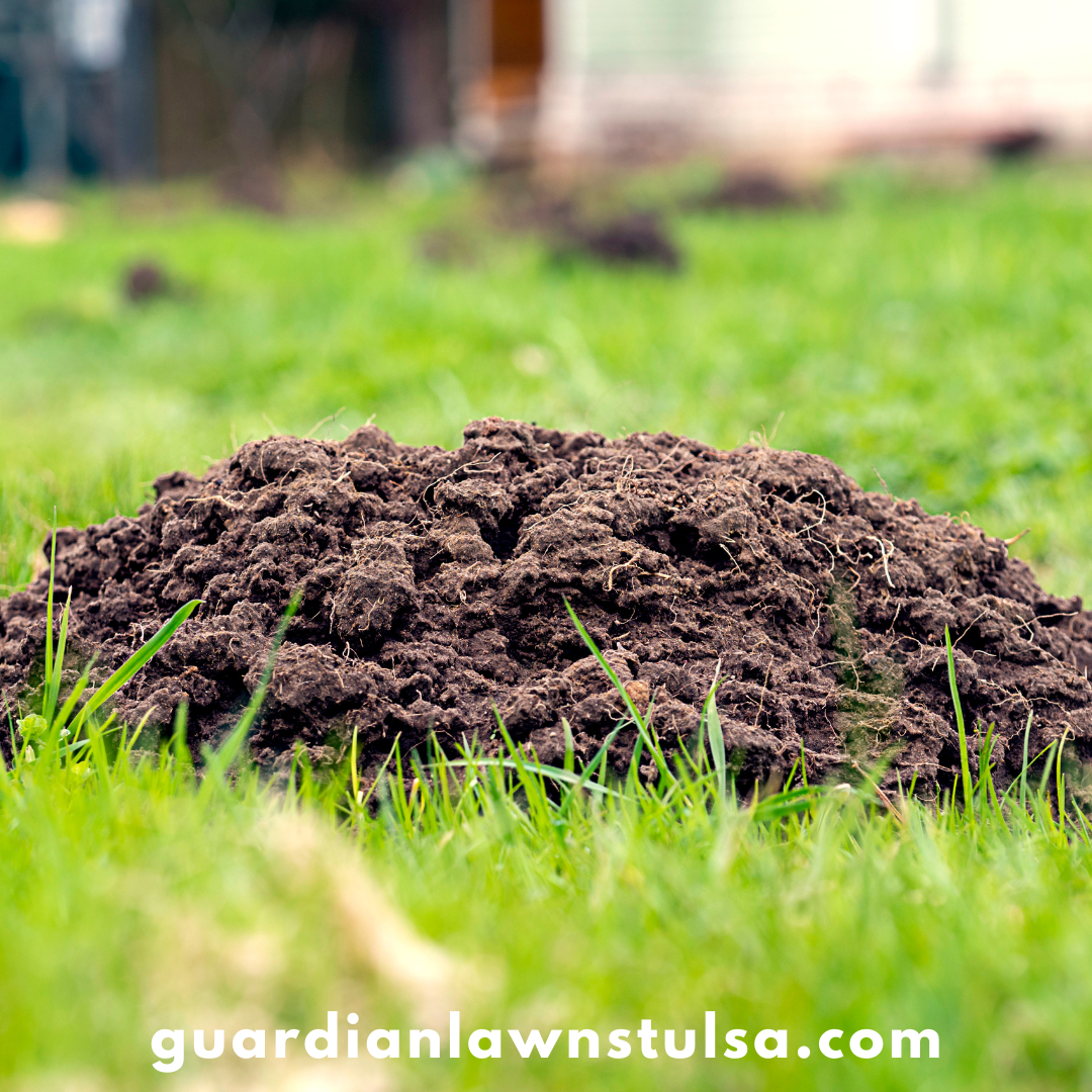 Understanding Grubs: A Key to Preventing Moles and Gophers in Your Lawn